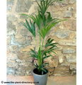 Kentia Palm